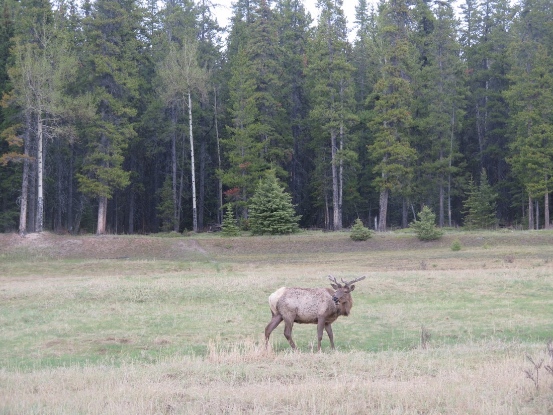 IMG_0091