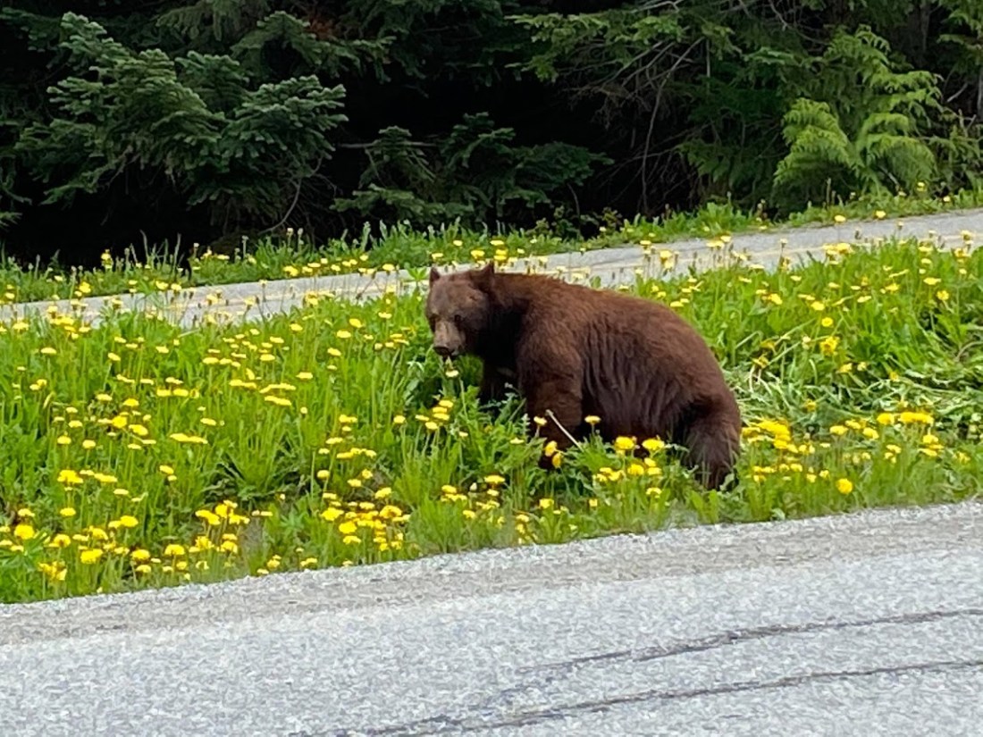 Bears are back